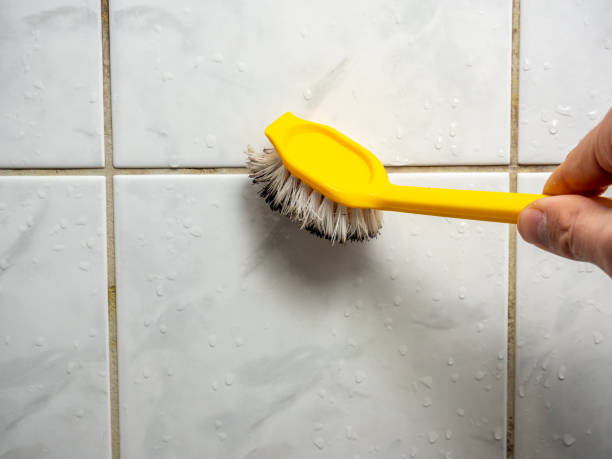 Best Affordable Mold Removal  in Edmonston, MD