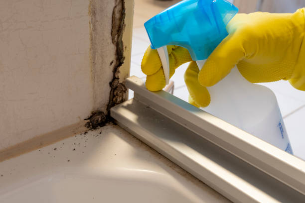 Best Same-Day Mold Removal  in Edmonston, MD