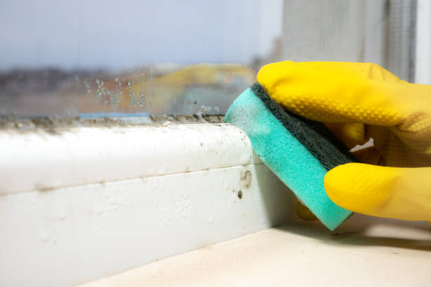 Best Commercial Mold Removal  in Edmonston, MD