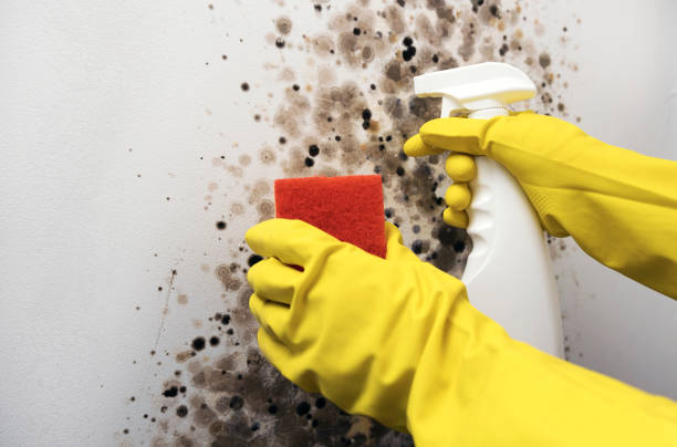 Reliable Edmonston, MD Mold Removal Solutions