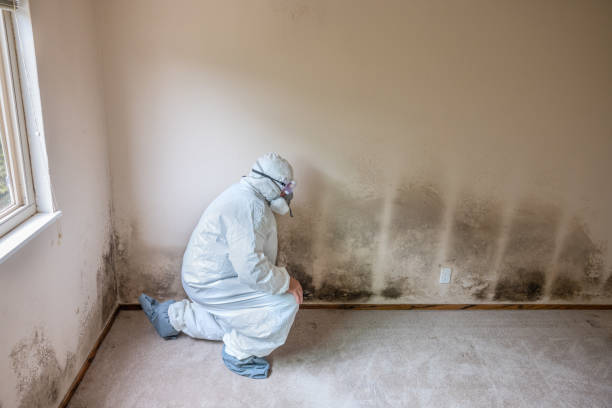 Best Home Mold Removal  in Edmonston, MD