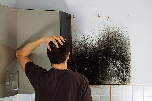 Best Mold Testing  in Edmonston, MD
