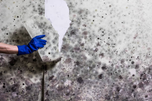 Best Mold Removal Near Me  in Edmonston, MD